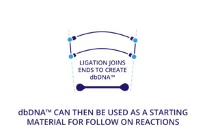 slide7 Ligation joins ends to create dbDNA